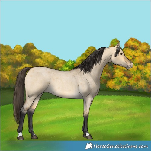 Horse Color:Buckskin Roan Dun 