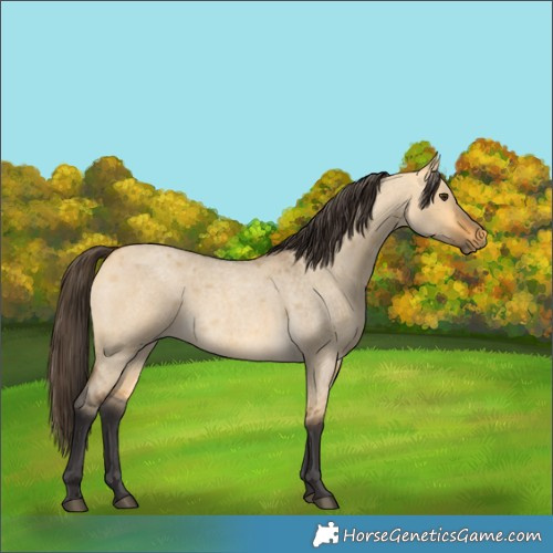 Horse Color:Buckskin Roan Dun 