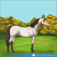 Horse Color:Buckskin Roan Dun 