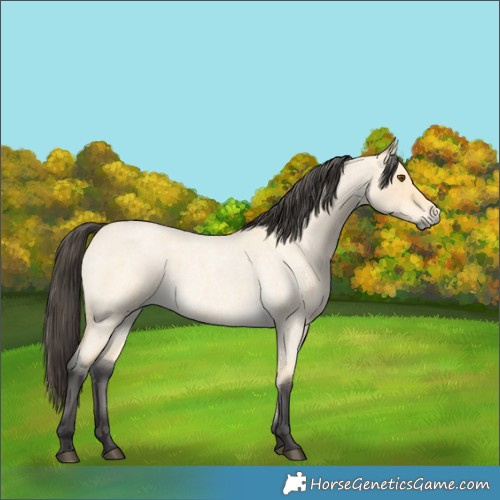 Horse Color:Buckskin Roan Dun 