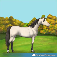 Horse Color:Buckskin Roan Dun 
