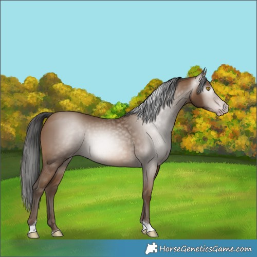 Horse Color:Gray Amber Champagne Tobiano 