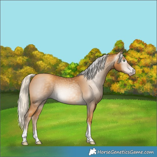 Horse Color:Gray Gold Cream Champagne Tobiano 