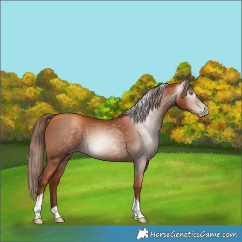 Horse Color:Gray Gold Champagne Tobiano 