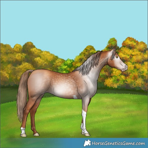 Horse Color:Gray Gold Champagne Tobiano 