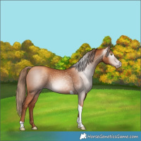 Horse Color:Gray Gold Champagne Tobiano