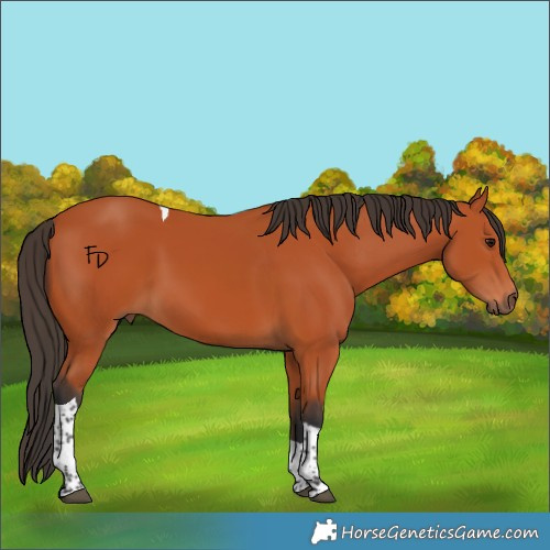 Horse Color:Bay Tobiano Rabicano 