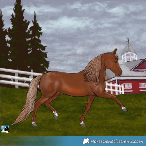 Horse Color:Chestnut 