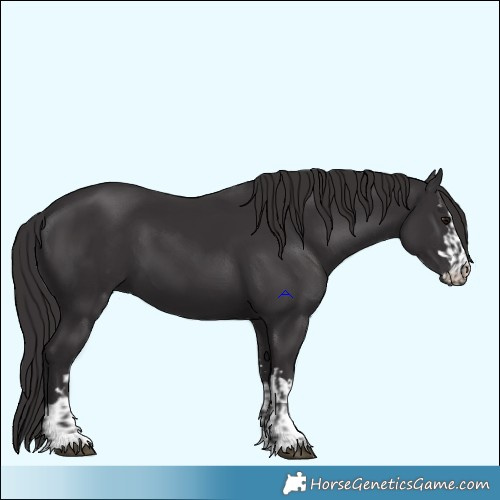 Horse Color:Smoky Black and Smoky Black