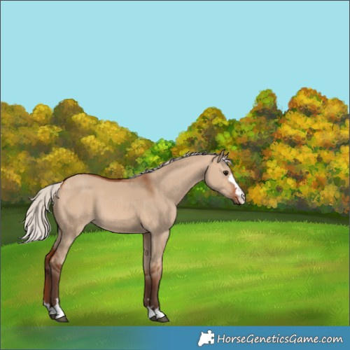 Horse Color:Silver Bay Dun 