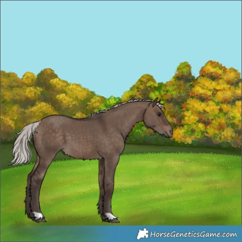 Horse Color:Silver Brown Dun 