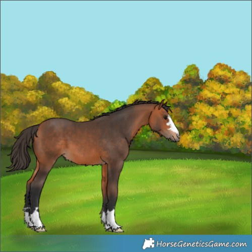Horse Color:Bay 