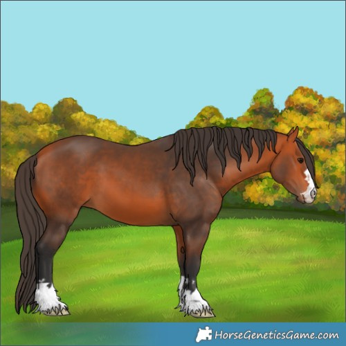 Horse Color:Bay 