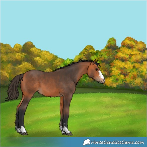 Horse Color:Bay 