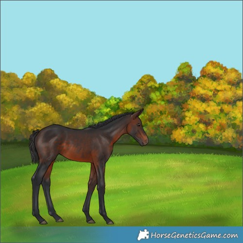 Horse Color:Brown 