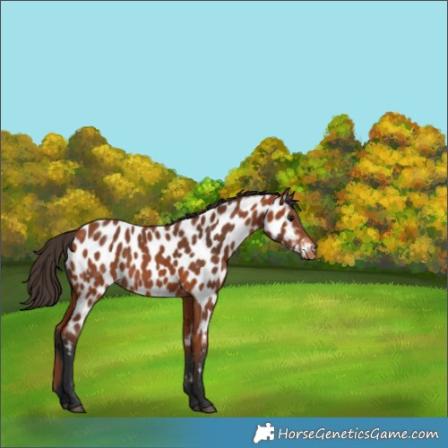 Horse Color:Bay Appaloosa 
