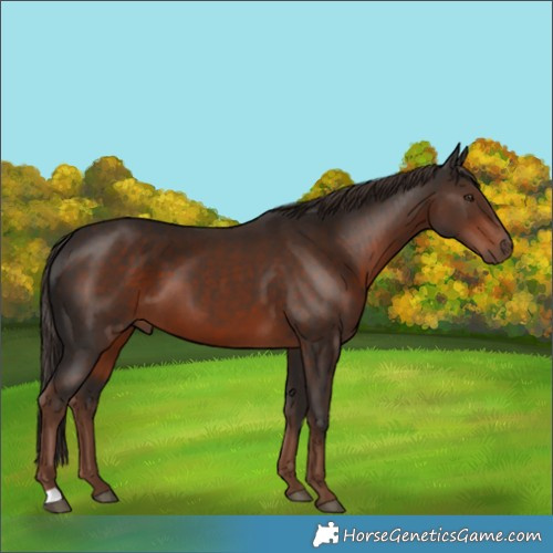 Horse Color:Liver Chestnut 