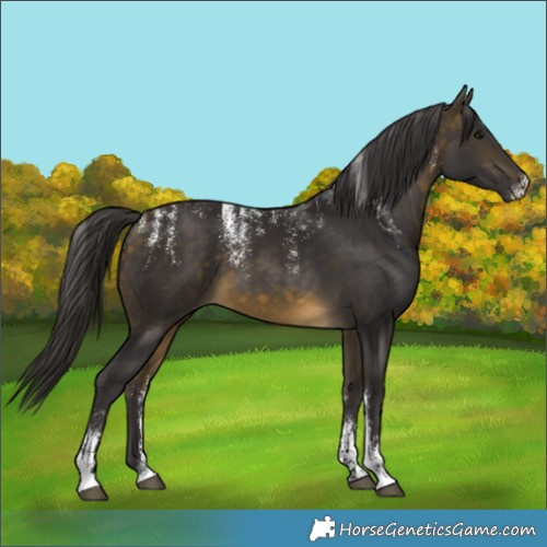 Horse Color:Powder White Buckskin 