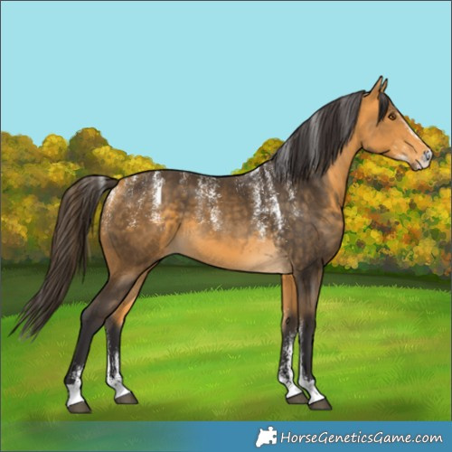 Horse Color:Powder White Buckskin 