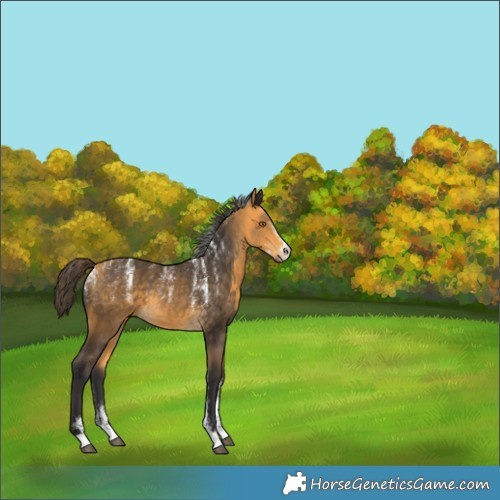 Horse Color:Powder White Buckskin