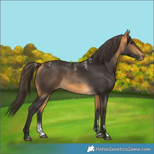 Horse Color:Powder White Buckskin 