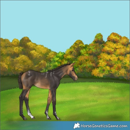 Horse Color:Powder White Buckskin 