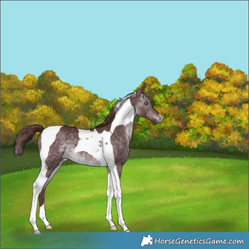 Horse Color:Chocolate Brown Chinchilla Tobiano 