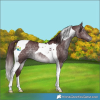 Horse Color:Chocolate Brown Chinchilla Tobiano 