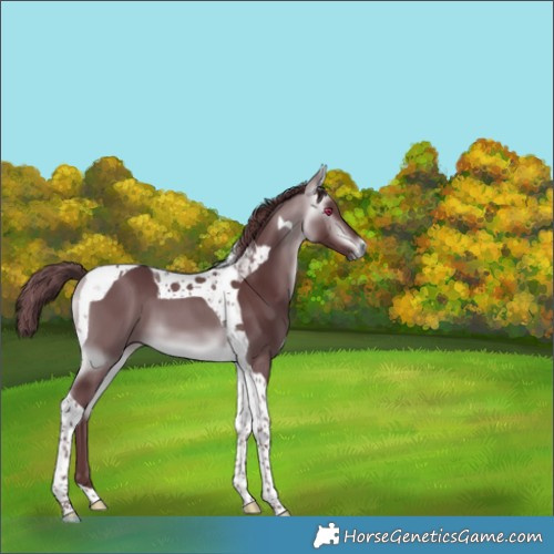 Horse Color:Chocolate Buckskin Chinchilla Tobiano 