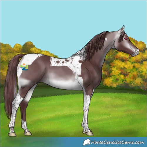 Horse Color:Chocolate Buckskin Chinchilla Tobiano