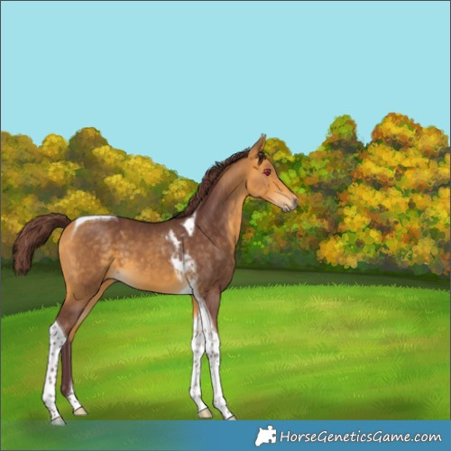 Horse Color:Chocolate Buckskin Tobiano 