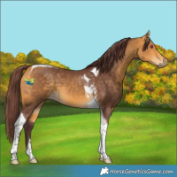 Horse Color:Chocolate Buckskin Tobiano