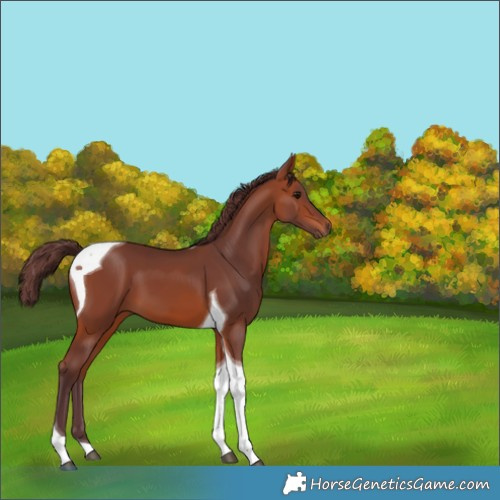 Horse Color:Chocolate Bay Tobiano 