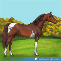 Horse Color:Chocolate Bay Tobiano