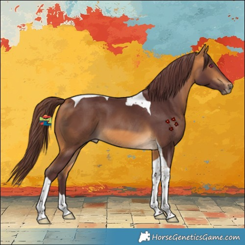 Horse Color:Chocolate Buckskin Tobiano