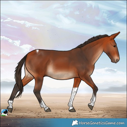 Horse Color:Bay Tobiano Rabicano