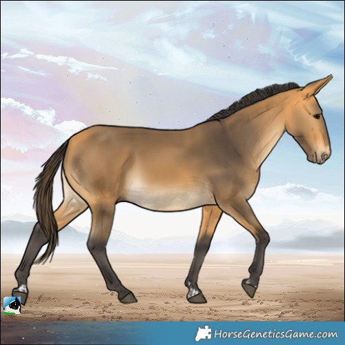 Horse Color:Buckskin Rabicano