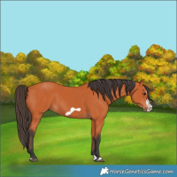 Horse Color:Bay Splash Frame 