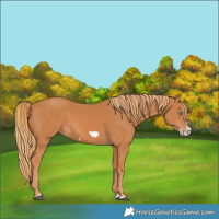 Horse Color:Chestnut Splash Frame