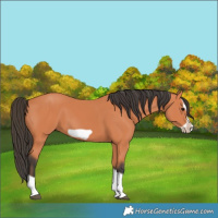Horse Color:Bay Splash Frame