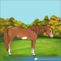 Horse Color:Chestnut Splash Frame