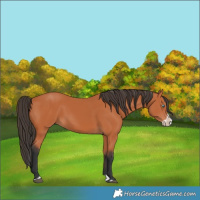 Horse Color:Bay Splash Frame 
