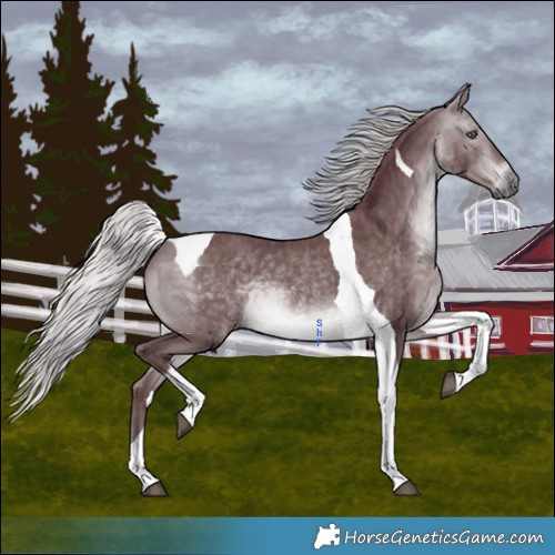 Horse Color:Chocolate Silver Brown Chinchilla Tobiano 