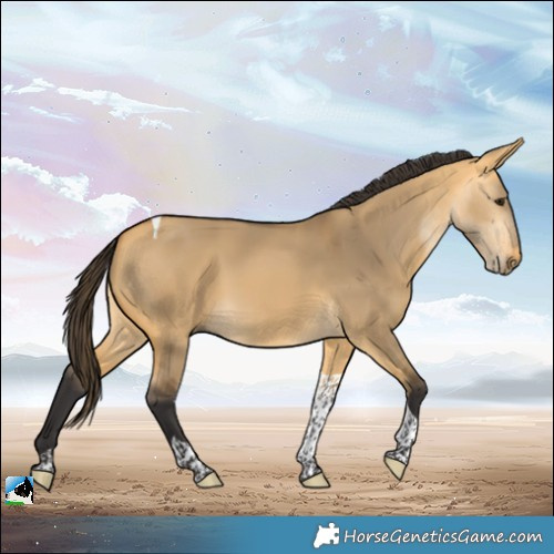 Horse Color:Buckskin Dun Tobiano Rabicano 