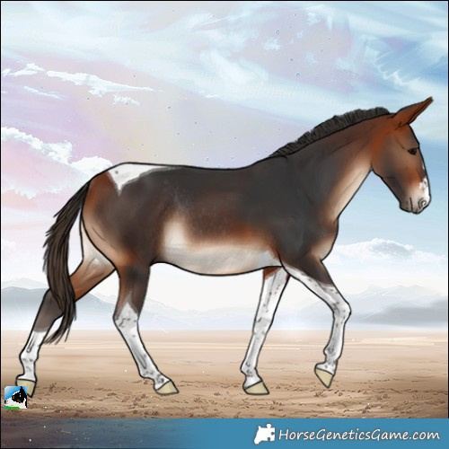 Horse Color:Bay Tobiano Rabicano 