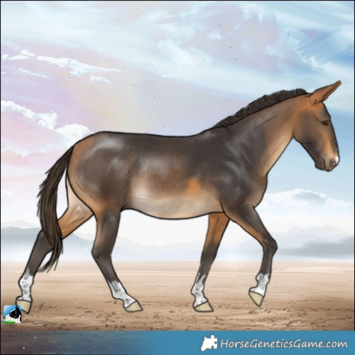 Horse Color:Buckskin Rabicano