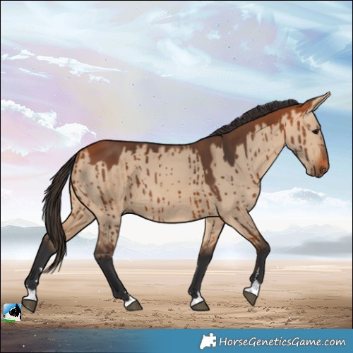 Horse Color:Bay Dun Brindle