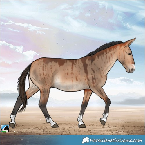 Horse Color:Bay Dun Brindle