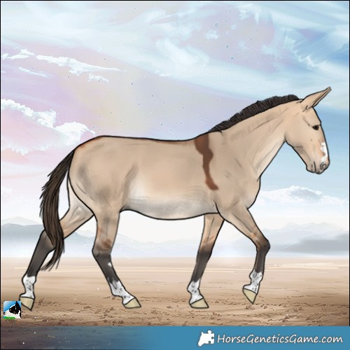 Horse Color:Bay Dun
