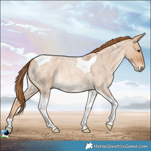 Horse Color:Red Dun Roan Tobiano